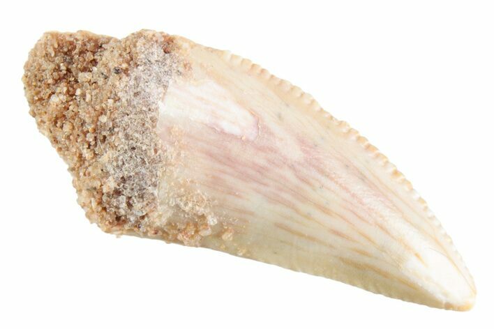 Serrated Raptor Tooth - Real Dinosaur Tooth #364810